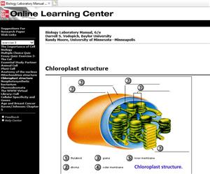 Correct graphic on IE 